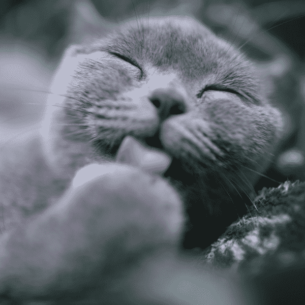 Katze