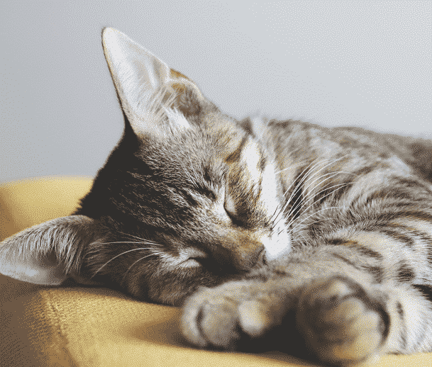 Katze